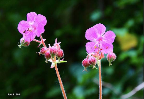 Scoperta alla Cascata delle Marmore una nuova specie di geranio per la flora italiana