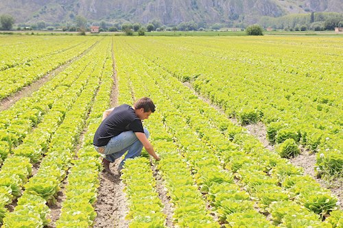 Giovani agricoltori, l'Umbria mette in vendita 135 ettari di terreni