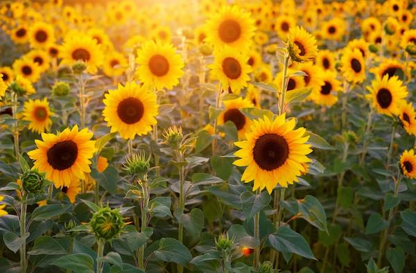 "Tuscia Flower". Apre il primo Parco di Girasoli Ornamentali "prendi e raccogli"