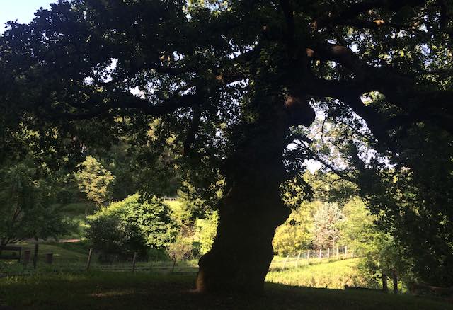 Giornata Nazionale degli Alberi. Tante iniziative e un impegno: fermare il consumo del suolo