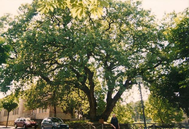 La quercia secolare di Monteleone. Il ricordo a venti anni dalla caduta