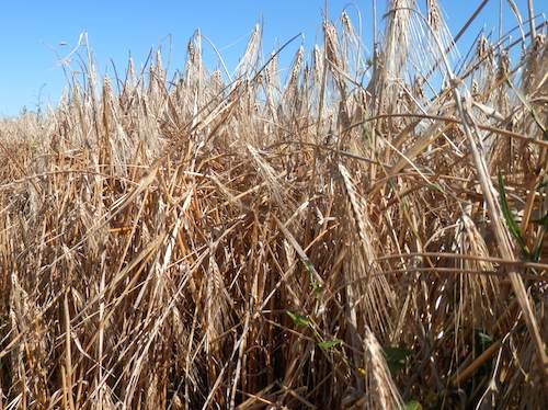 Campo di grano