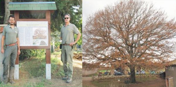 Alberi Monumentali, il Comune prende atto dei 47 esemplari presenti sul territorio