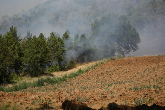 Domato un vasto incendio verso Morrano. Il proprietario del terreno: "Bisognerebbe prevenire con una diversa manutenzione del bosco ceduo"