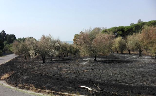 Incendio di materiale plastico ad Attigliano, fiamme in un oliveto nell'Alto Orvietano