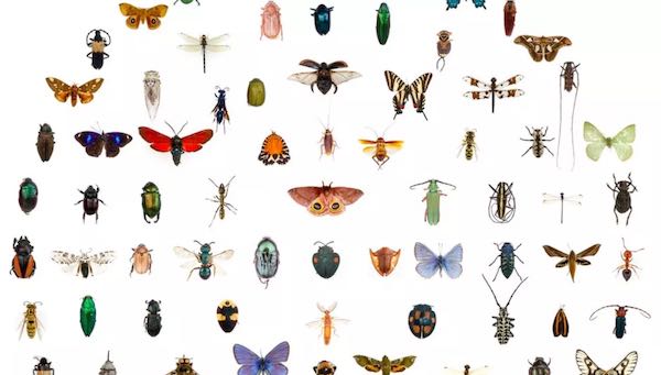 "La scomparsa degli Insetti: una vera apocalisse per il nostro pianeta?"