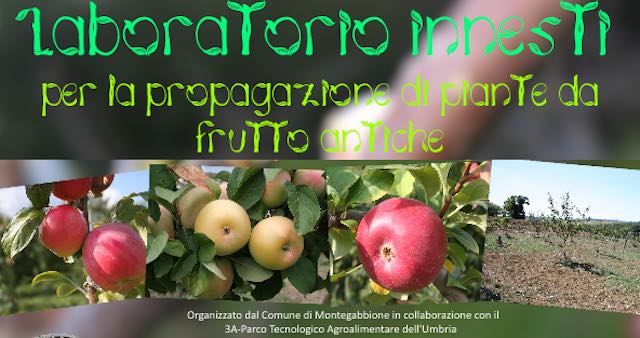 Montegabbione investe in biodiversità. Innesti per la propagazione di piante da frutto antiche