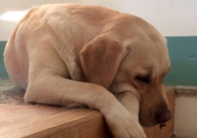 Cane muore avvelenato dopo una passeggiata al Chiani, lo sdegno dei padroni