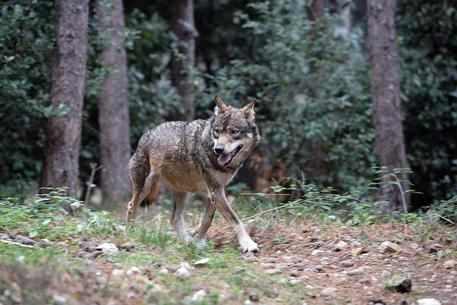 Lupi e animali selvatici mettono a rischio le aziende agricole, è allarme per i danni