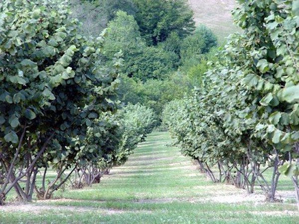 Lettera aperta al vescovo Lino Fumagalli sui noccioleti