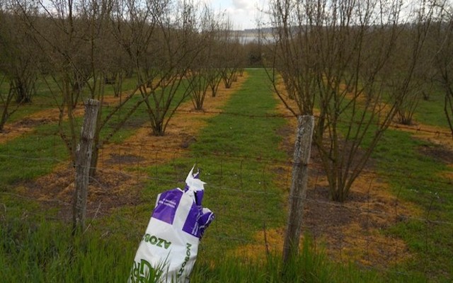 Bolsena Lago d'Europa: "Va chiesto alla Regione di abolire i finanziamenti per le nocciole"