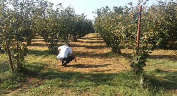 Noccioleti e biomasse, la Regione Umbria vara misure di sostegno