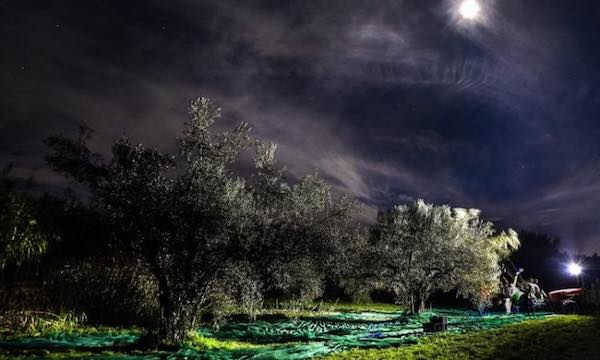In onda gli uliveti della Tuscia, tornati in produzione con la raccolta notturna
