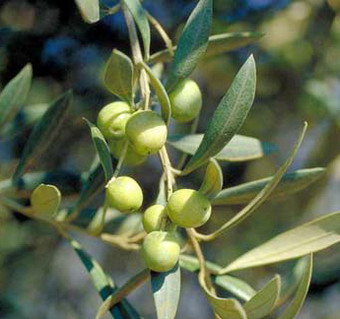 C'è il bando per la raccolta delle olive nei pressi del Belvedere