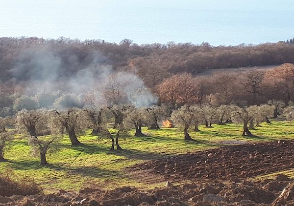 Con "L'Olivo e la Ginestra" escursione tra gli olivi di Piegaro