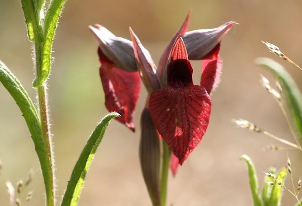 A caccia di orchidee spontanee dell'Alfina, tra Monte Rufeno e il Sasseto