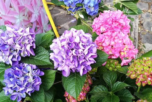 Torna, sulle rive del Lago di Bolsena, la Festa delle Ortensie