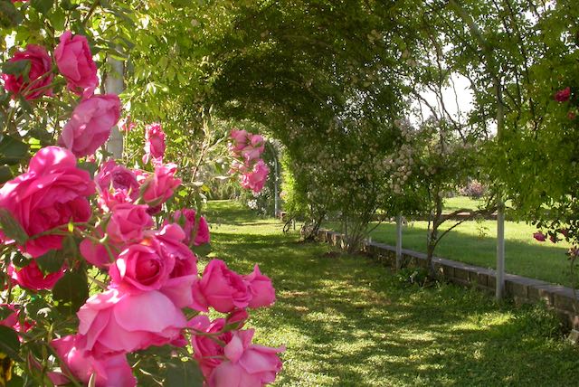 "Buone pratiche per il nostro giardino" all'Orto Botanico "Angelo Rambelli"