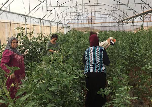 Formatori della "Quadrifoglio" in Palestina a sostegno di una cooperativa agricola tutta al femminile