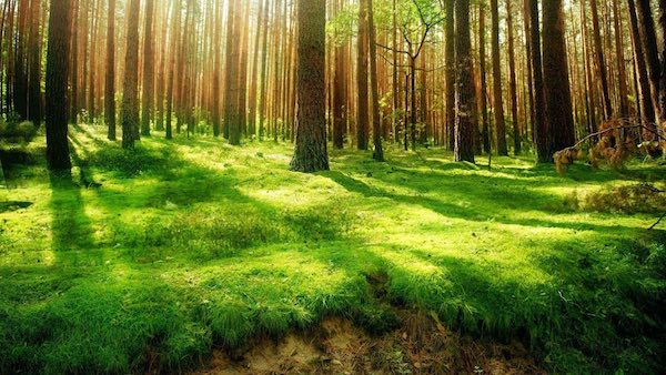 "Cultura del e nel Verde", tre giorni per rigenerare cinque e più sensi