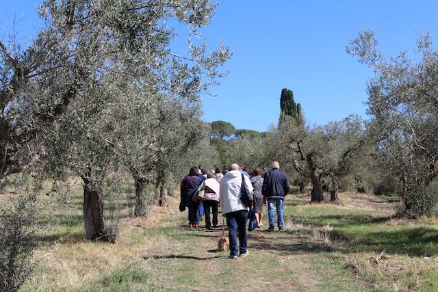 Torna la "Camminata tra gli Olivi". Itinerari nel paesaggio verde