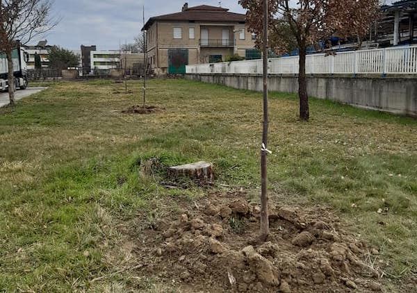 Il Comune pianta alberi di Paulownia per ogni bambino nato