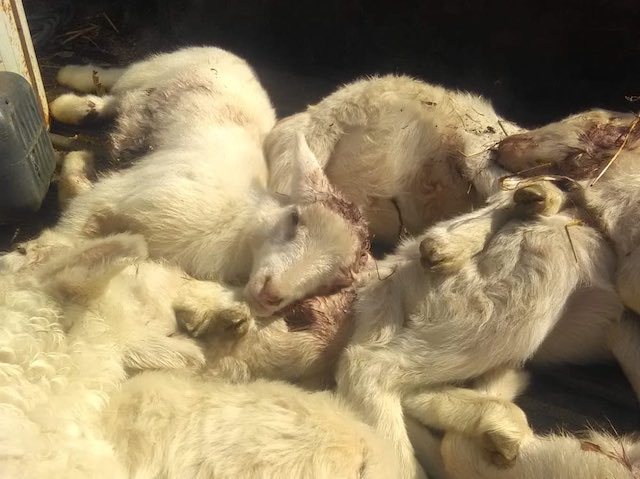 Mattanza di ovini in un'azienda orvietana ripetutamente colpita dai lupi