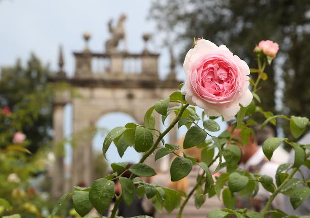 Sboccia "Perugia Flower Show". Winter Edition ai Giardini del Frontone