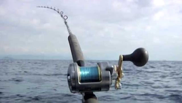 Pesca al coregone, avviato l'iter per riprendere la semina degli avannotti