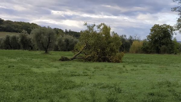 Abbattuti dal maltempo alberi e tralicci dell'elettricità