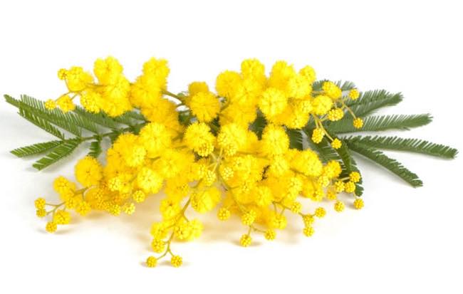 Fare Verde: "Mimose, solo se autorizzate". Allarme di Coldiretti sul business criminale
