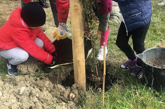 A Sferracavallo i bambini piantano la Rosa "Susanna Tamaro"