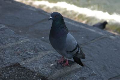 Sborra (Pdl): 'Il guano dei piccioni mette a rischio il Duomo'