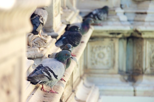 Il caso Porta Maggiore riapre la discussione sui piccioni. Troppi e da contenere