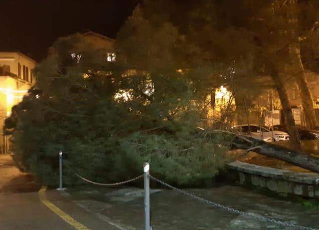 Maltempo, cadono pini: evacuata Piazza XXIX Marzo