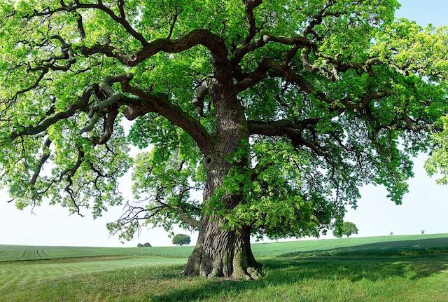 "Festa dell'Albero" al Parco Pineta per riscoprire il patrimonio boschivo