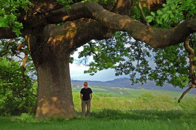 "Patriarchi Verdi". In corso il censimento degli Alberi Monumentali