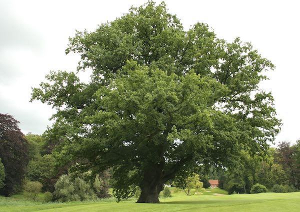 "Adotta una luce e pianta un albero". Rimandata al 2021 la grande installazione sull'acqua