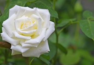 Una mano e una rosa