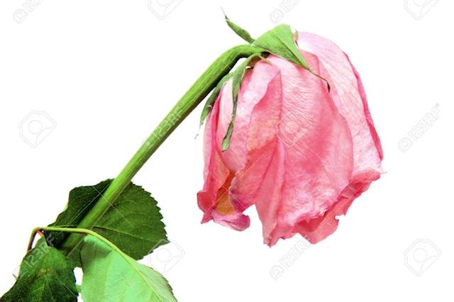 Una rosa appassita