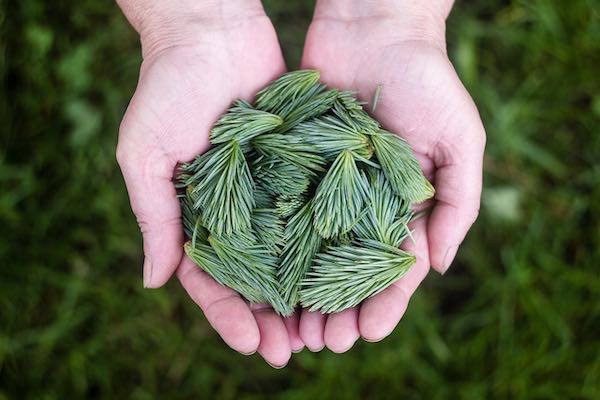 "Salva il tuo Albero", dopo le feste. Consegna di pini e abeti per ripopolare i boschi urbani