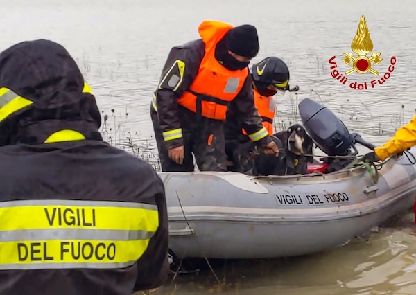I Vigili del Fuoco salvano due cani da caccia che si erano smarriti