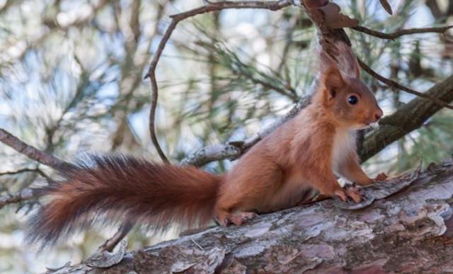Festa dell'Albero 2017, oltre cento nuove piantumazioni per favorire il ritorno dello scoiattolo rosso