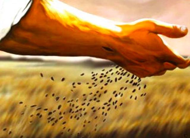 Il chicco di grano