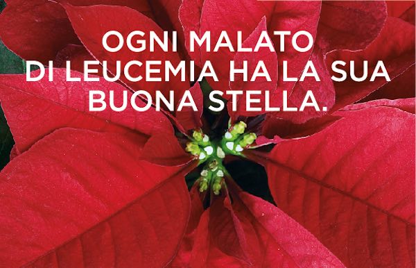 Tre giorni di solidarietà con le stelle di Natale dell'AIL