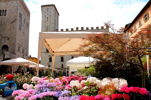 Via a "Todi Fiorita 2019". Tra florovivaismo specializzato e cultura dei giardini