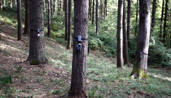 "Tree Talker", nel bosco degli alberi parlanti con "Umbria Green Festival"