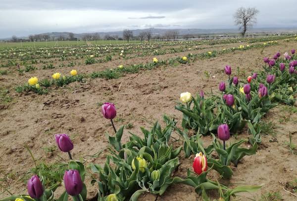 "Tuscia Flower", slitta l'apertura del grande parco con 300.000 tulipani