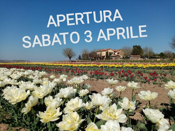 Tuscia Flower, apre al pubblico il campo con 300.000 tulipani olandesi