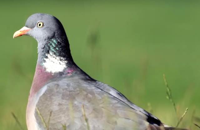 In un volume i risultati di 15 anni di monitoraggio sugli uccelli che nidificano in Umbria